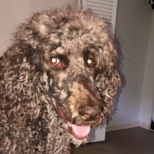 Meet your Posher, Owen